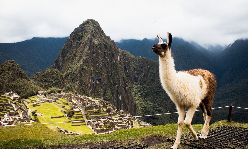 llama walking along Machu Picchu