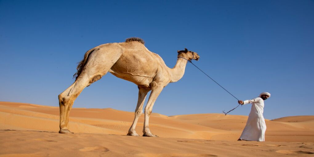 Man With Camel Dunes Liwa 