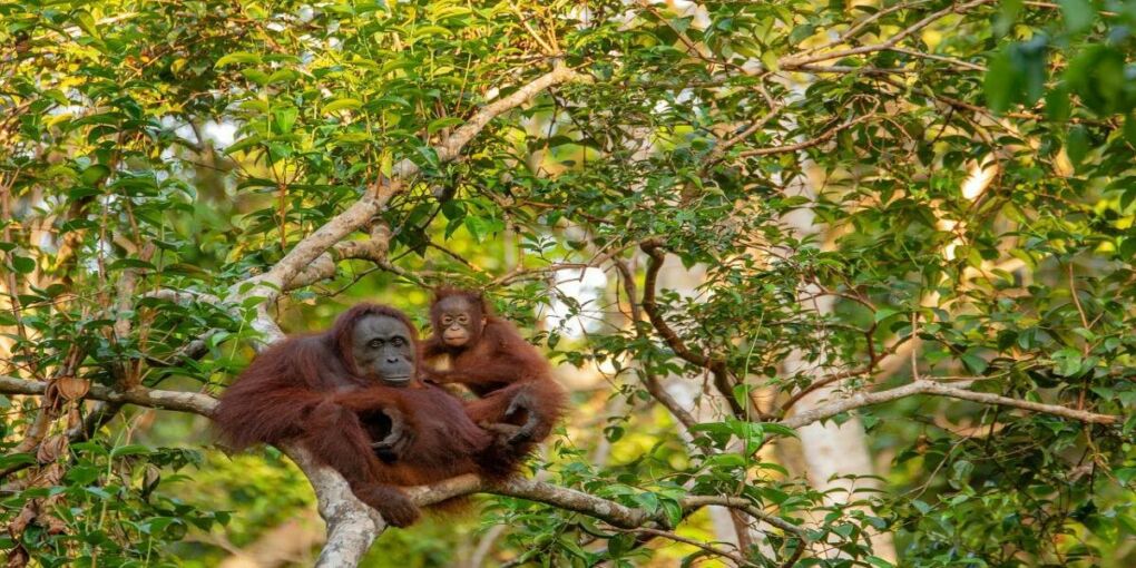 Orangutang in Kuching 
