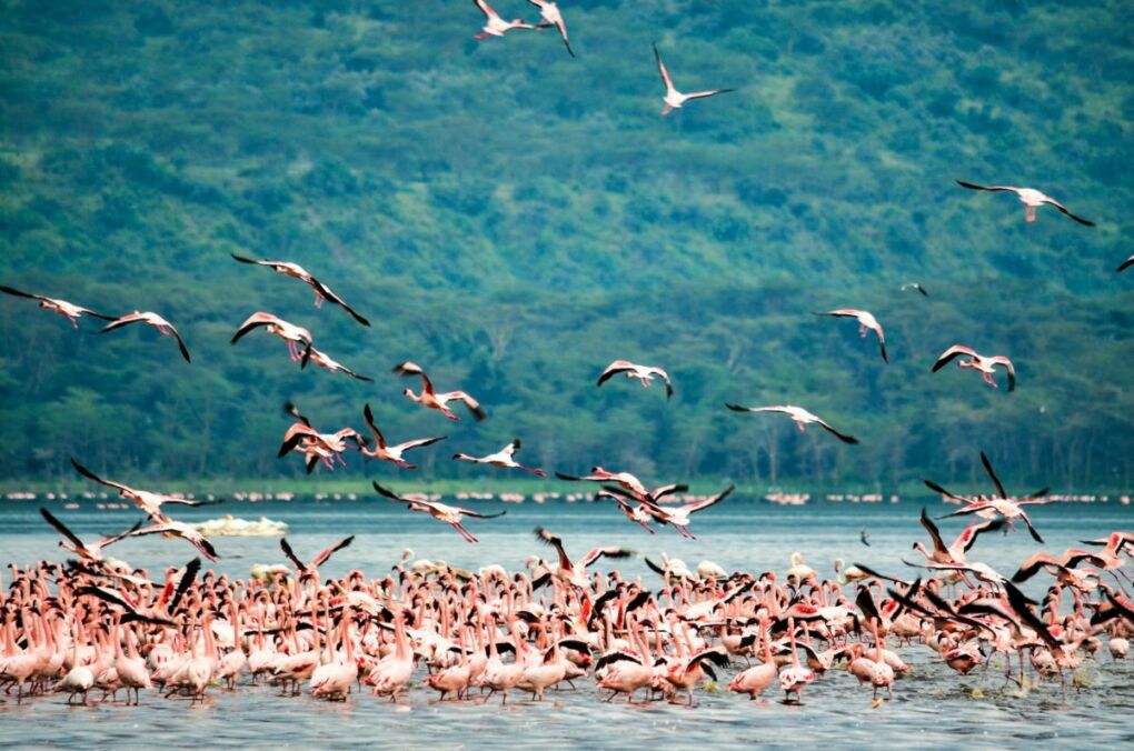 Flamingoes-in-Lake-Nakuru