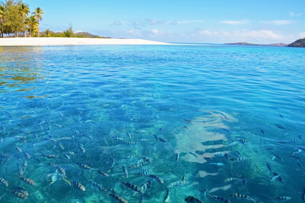 Tropical-Fish-In-Fiji