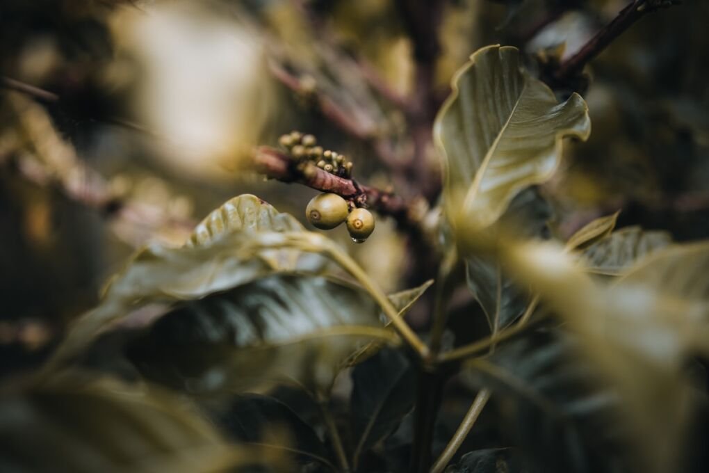 Costa Rican coffee bean tree 