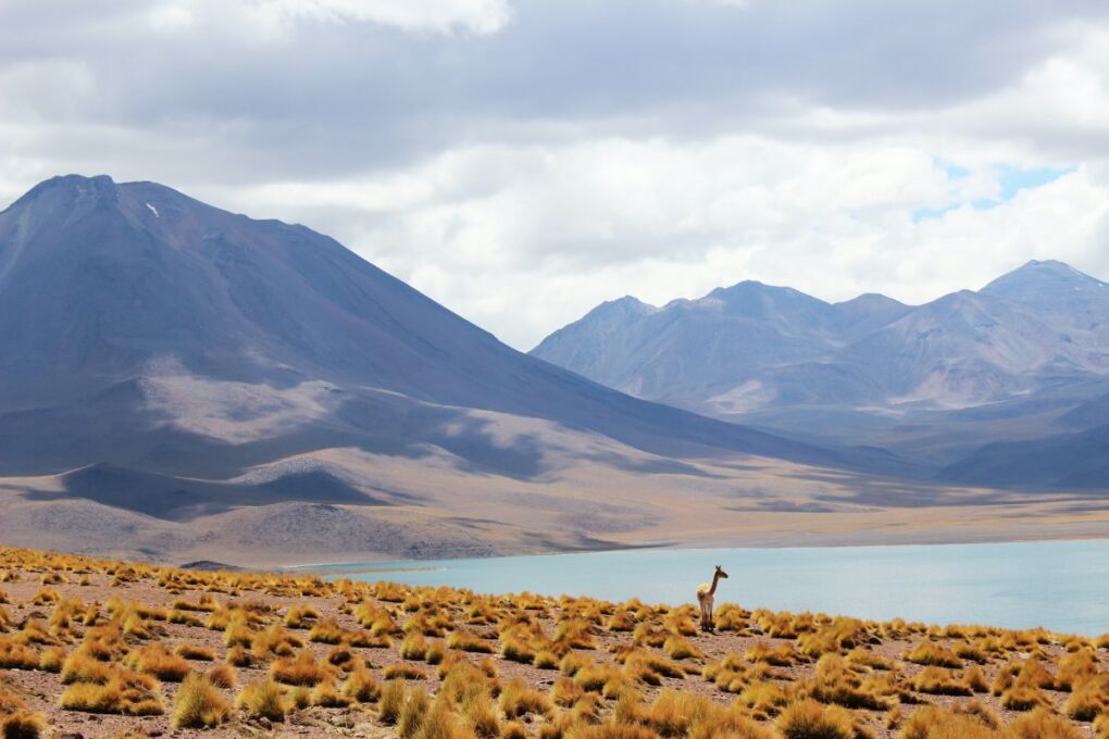 Los Flamencos National Reserve - with mountains in background and llama eating yellow grasses in foreground