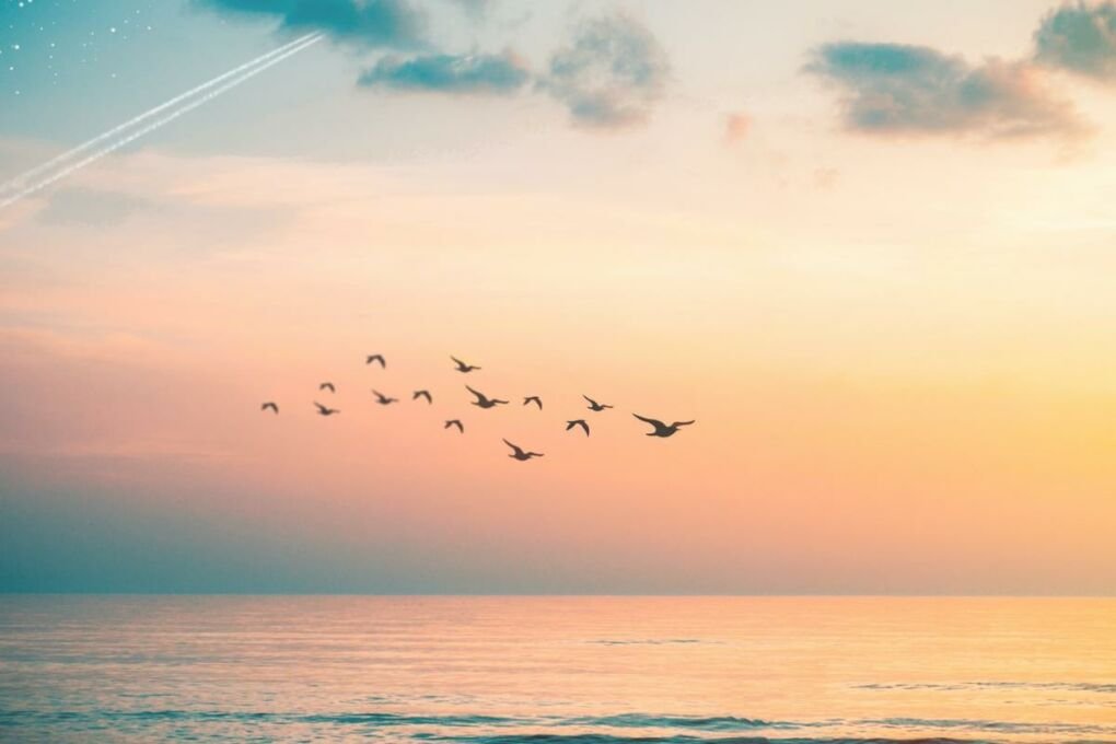 Birds above ocean in Sventoji, Lithuania