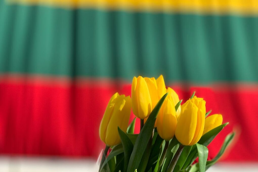 Tulips in front of the Lithuanian flag