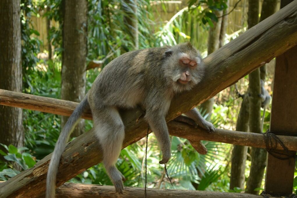 monkey sleeping on branch in ubud