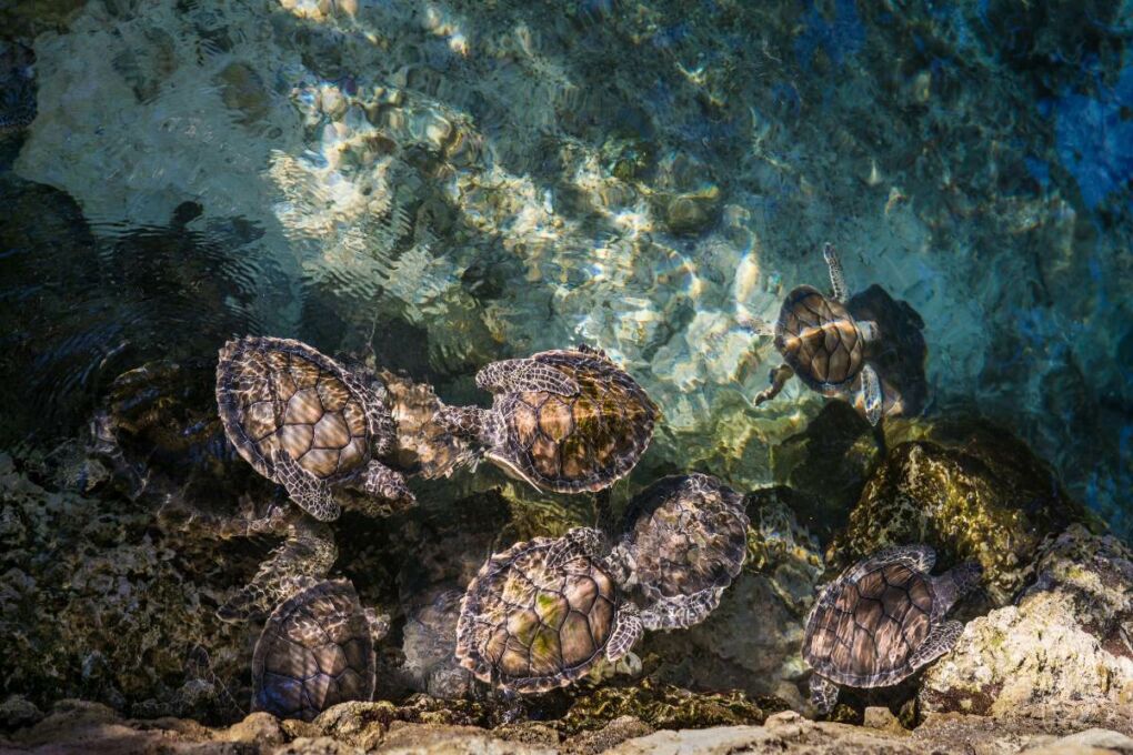 A group of turtles swimming in shallow turquoise waters. 