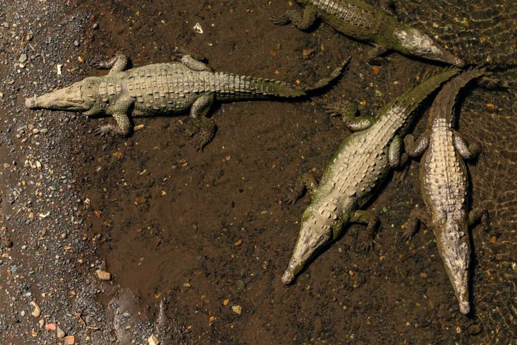 Four big crocodiles in a brown river 