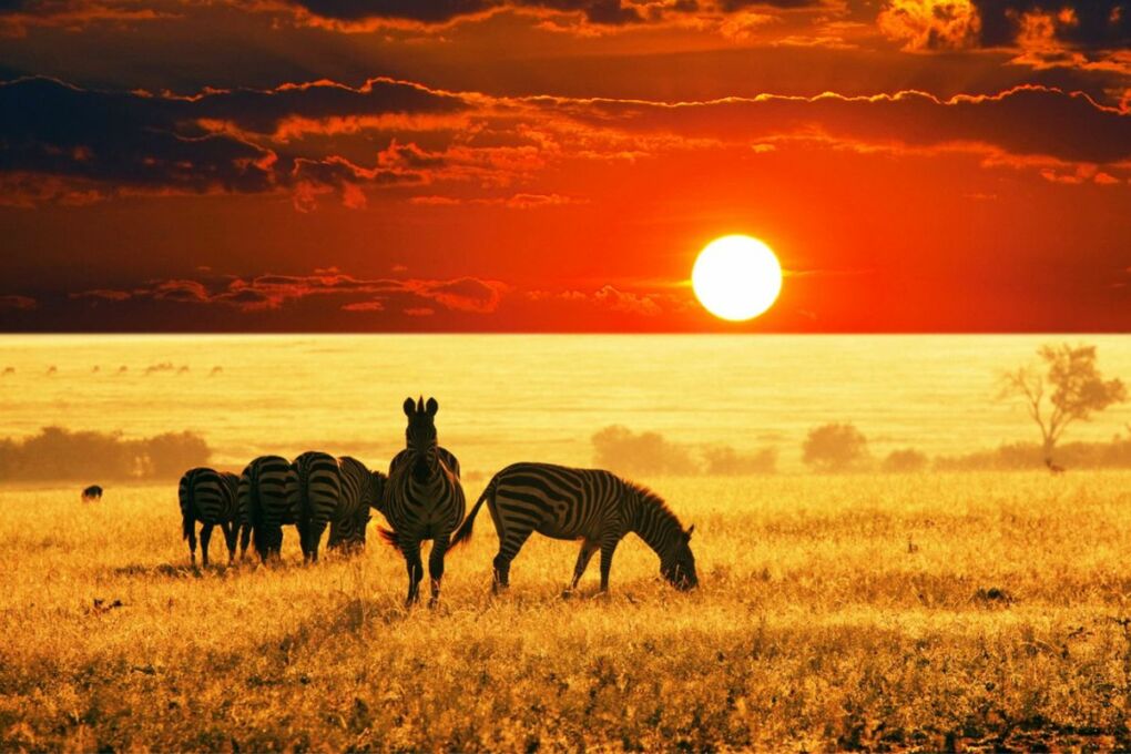 Zebras in a field at sunrise.