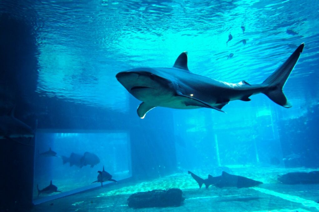 A shark swimming in an aquarium tank at uShaka Marine World