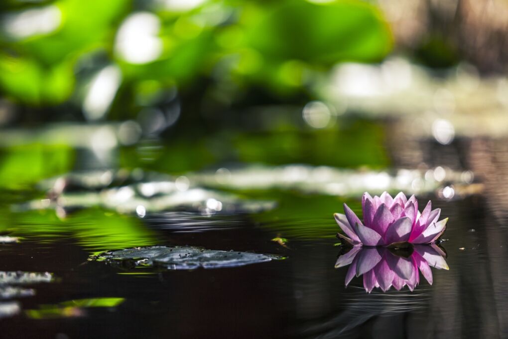 Closeup of a water lily on the surface of a pond