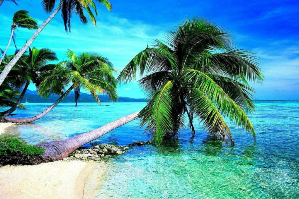 Jamaica's coast line with palm trees.