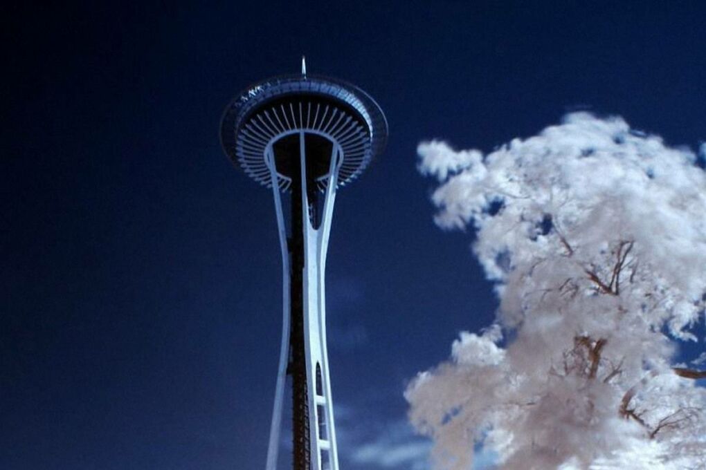 The Seattle Space Needle against a blue sky with a white tree in the left hand side bottom corner.