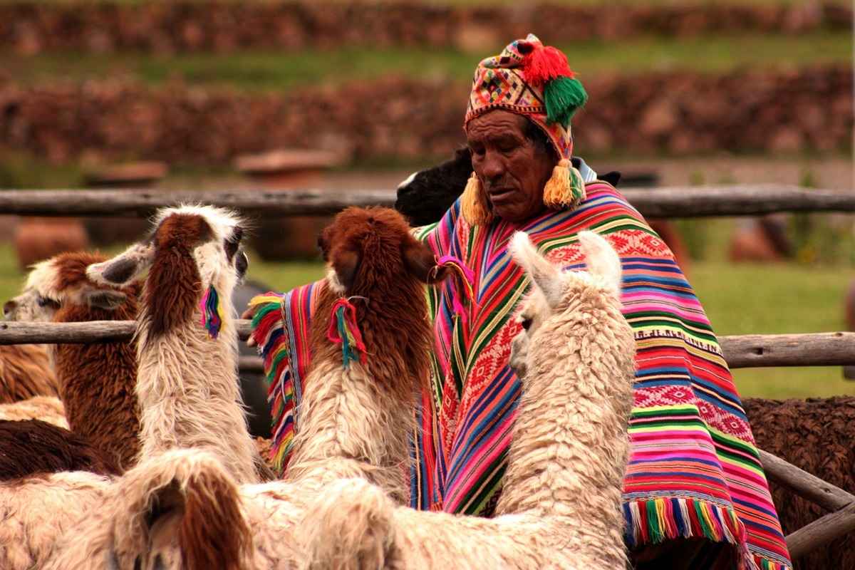 Alpacas-in-Peru