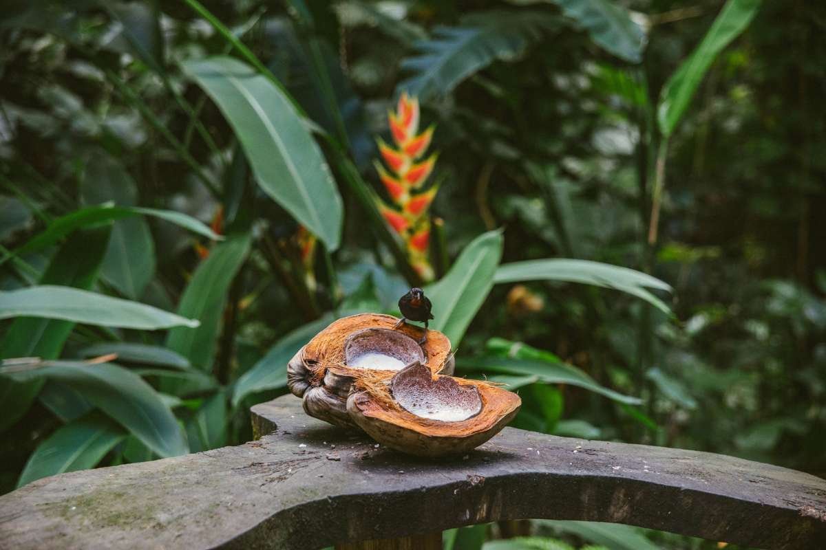 Bird sitting on an open coconut.