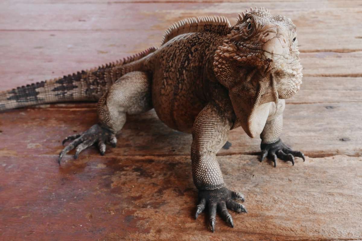 Cutest Iguana ever.