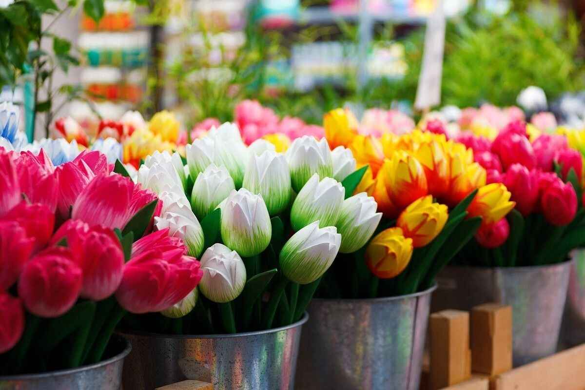 tulips-at-bloemenmarket