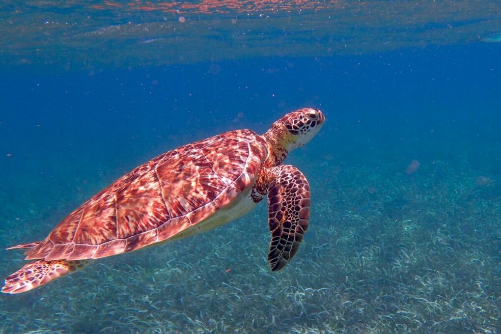 turtle-swimming-in-Belize