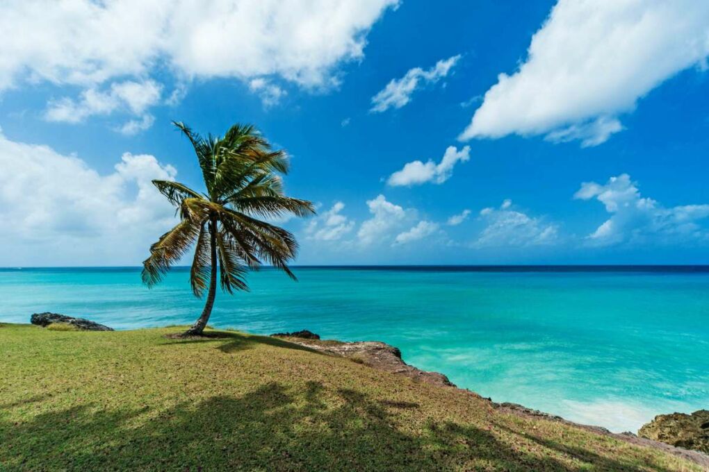 Palm tree on a beach surrounded by clear water
