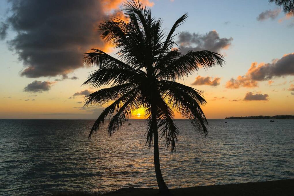 Palm tree silhouette at sunset 