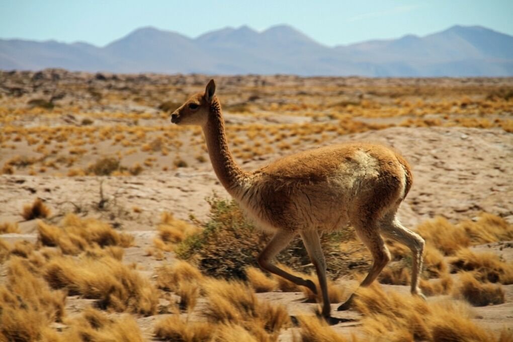 chile-desert