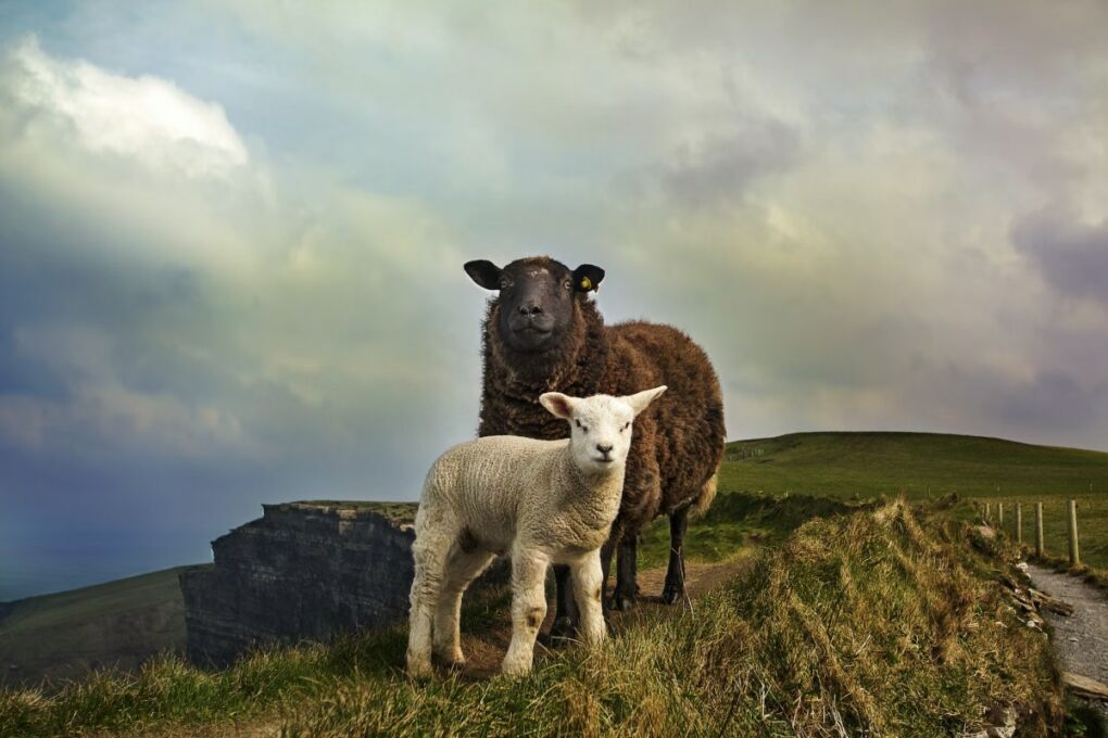 image-of-sheep-on-a-cliff-in-Ireland