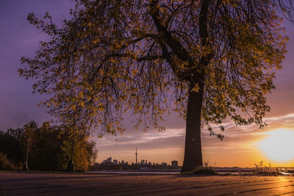 Toronto-tree