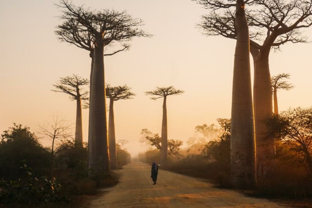 Tourist walking in Baobab Avenue in Morondava