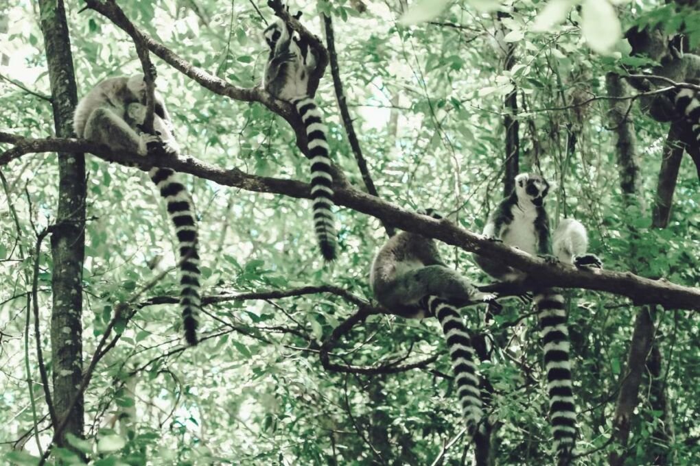 Lemurs playing in a tree at a Madagascar forest