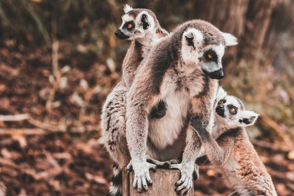 Three adorable lemurs in Madagascar