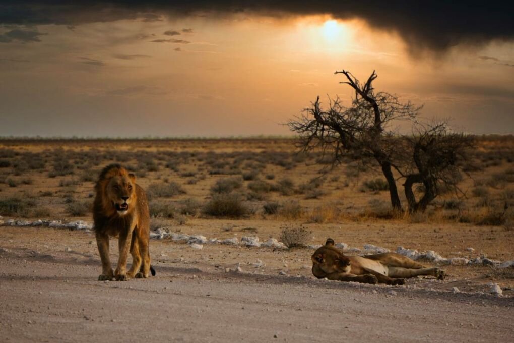 Lions relaxing in the sunset at Etosha National Park