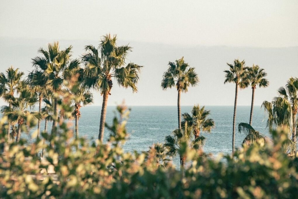 A view of palm trees by Newport Beach California