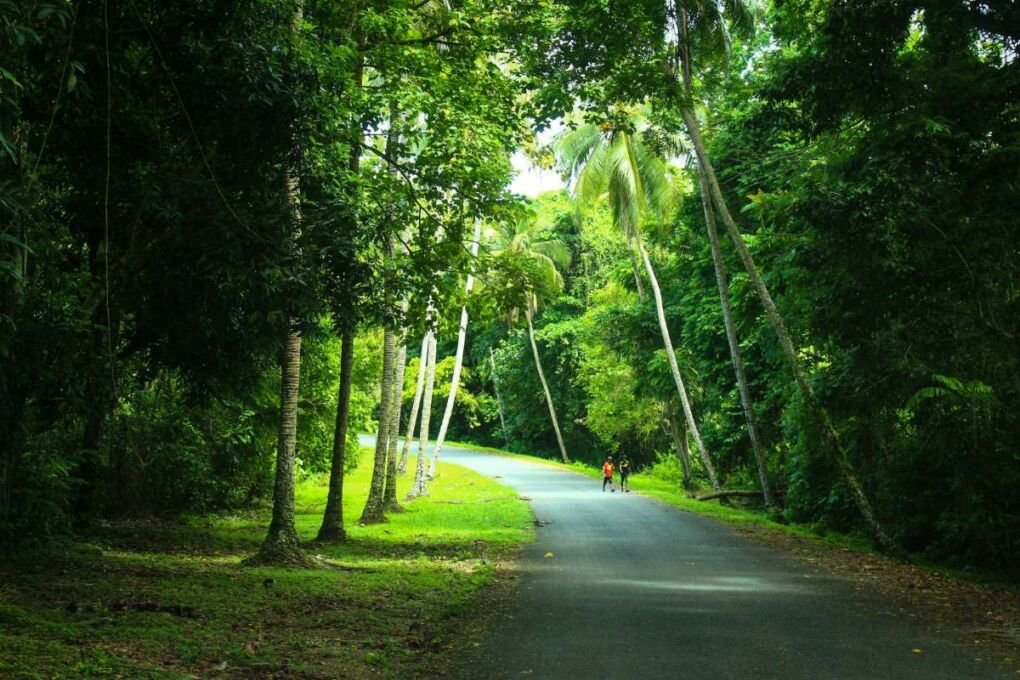 A quiet road through the forests of Papua New Guinea