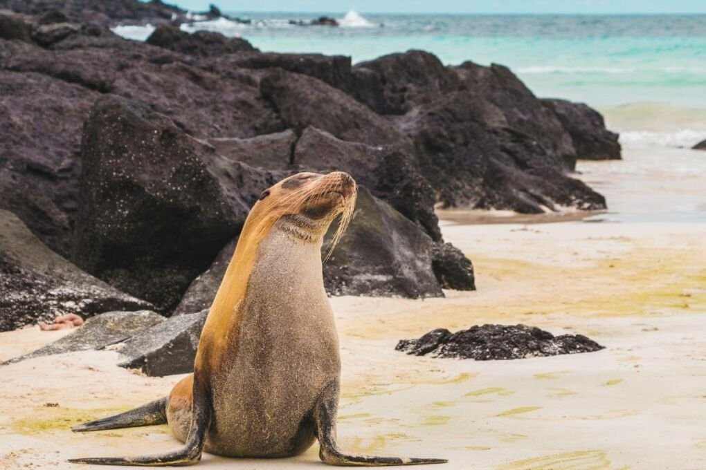 A sea lion on a beach in the Galapagos