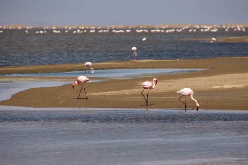 Flamingos in the Lagoon at Walvis Bay