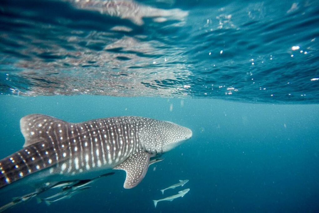 Whale shark and some smaller fish in the Galapagos