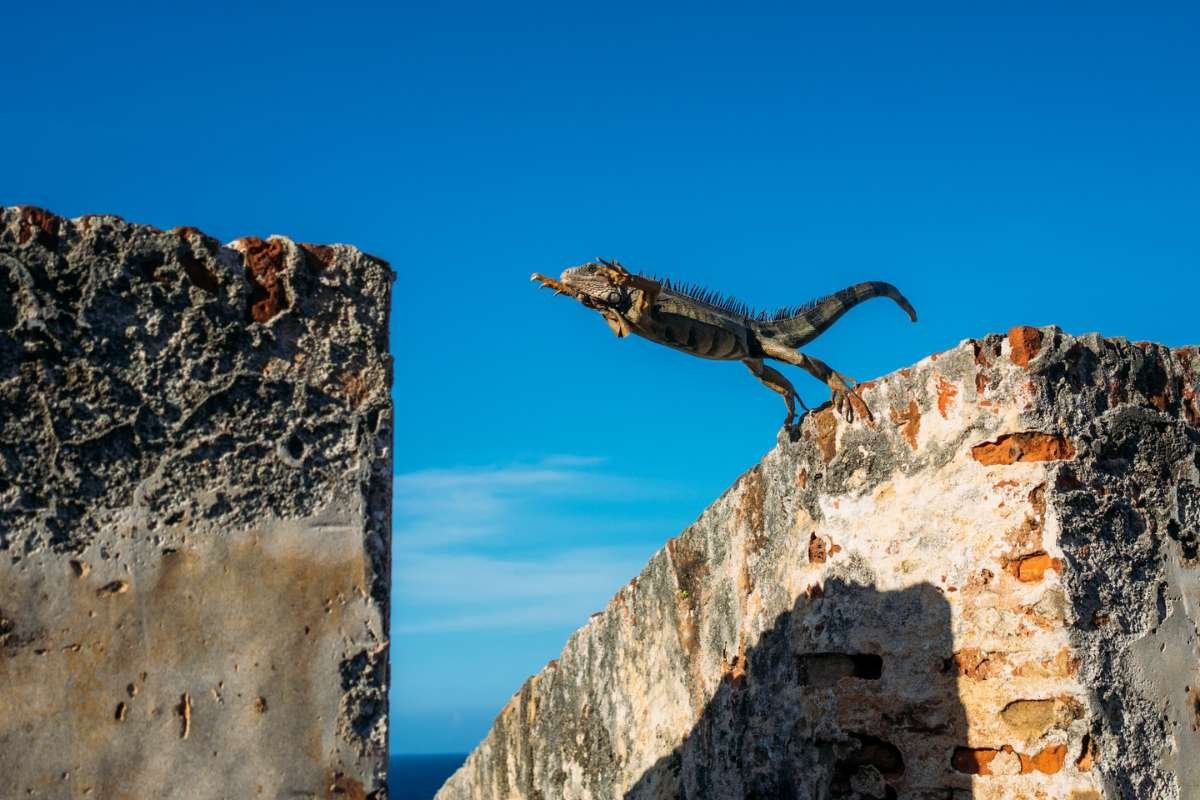 A Jumping Iguana.