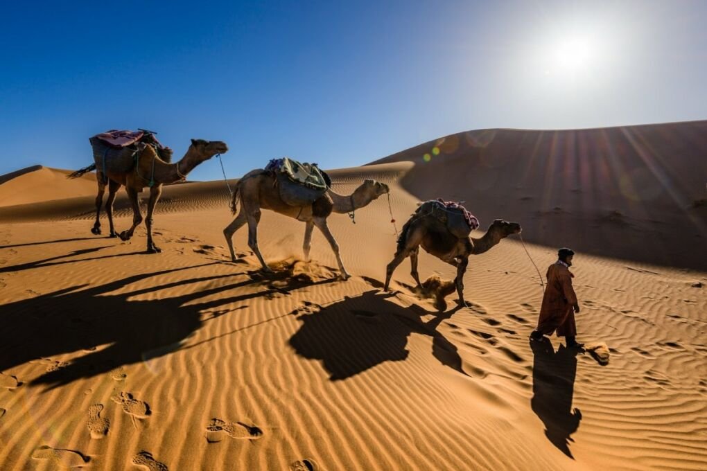 A camels in the Sahara Desert