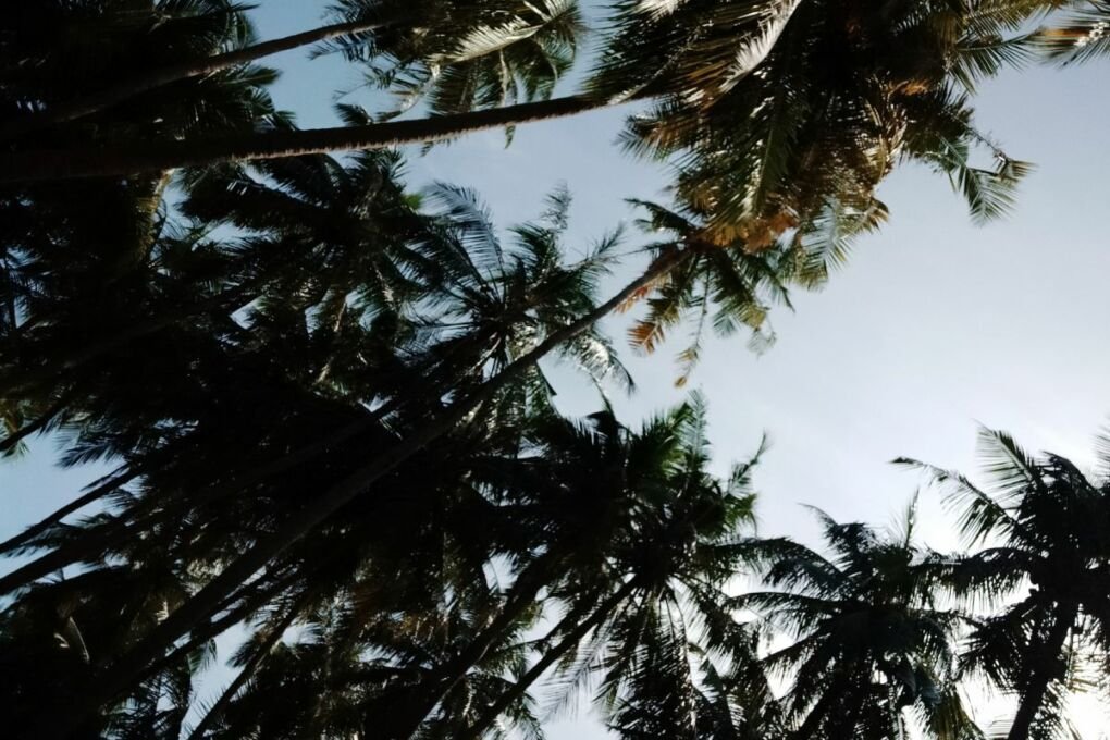 Palm trees in Dhidhdhoo