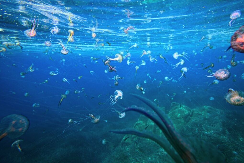 Jellyfish in the ocean in Molokai