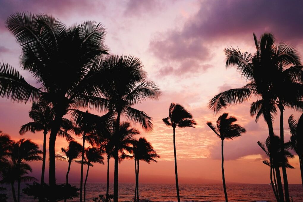 Palm trees and sunset in Lana’i Hawaii
