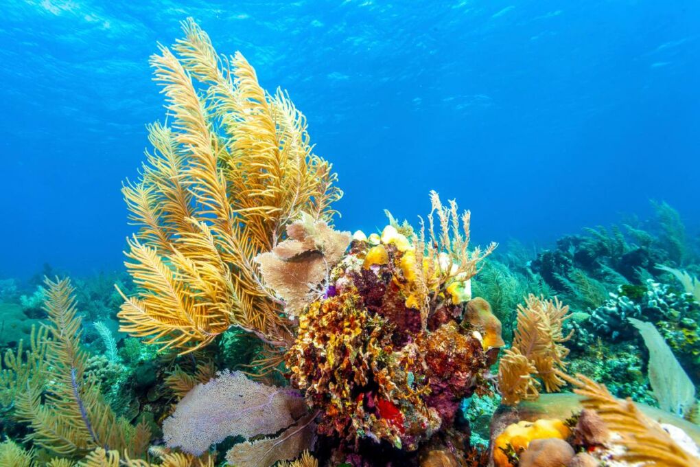 A colorful coral reef tourist attraction in Roatan