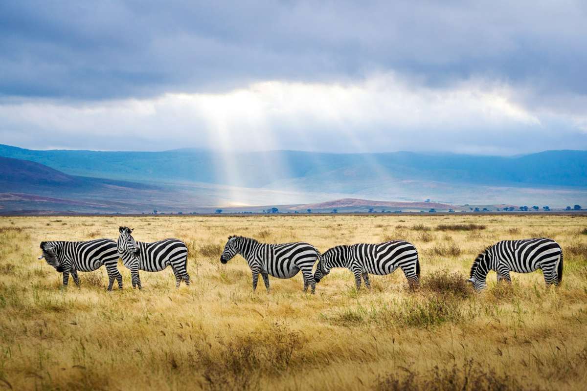 ive-black-and-white-zebras-in-safari