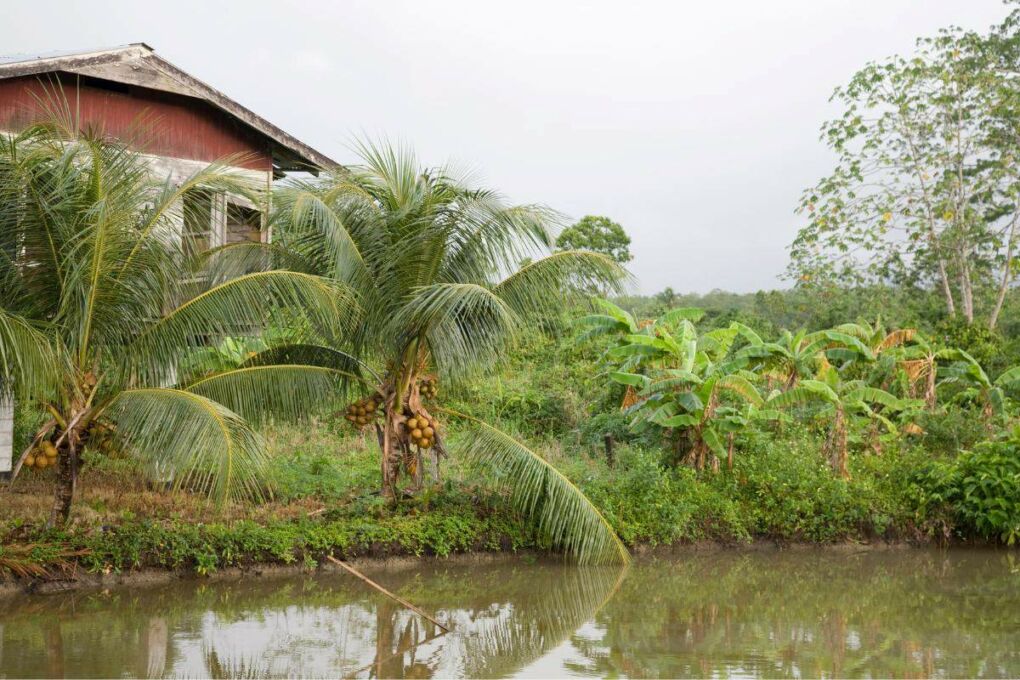 A plantation in a rural area of Suriname