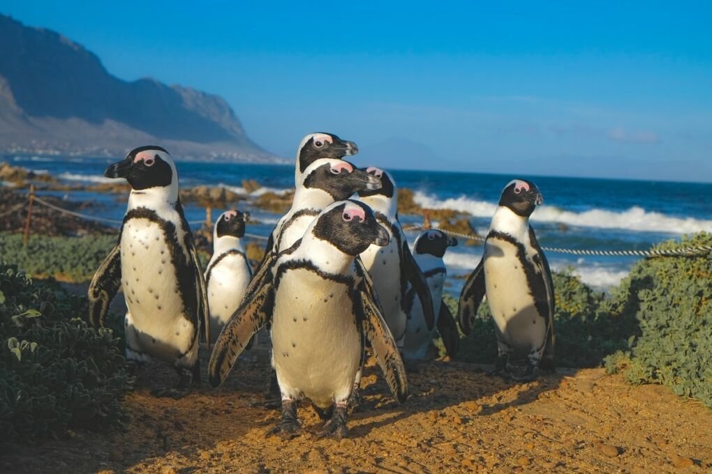 Cape Penguins||||Casablanca Mosque||Gaborone||Grahams church|Algiers Gardens|Nairobi Skyline|Namibian Church|Johanesburg City||Marrakech|||Durban Beach