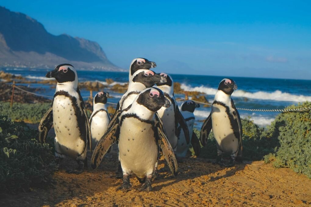 Penguins in Cape Town|||||penguin beach in cape town