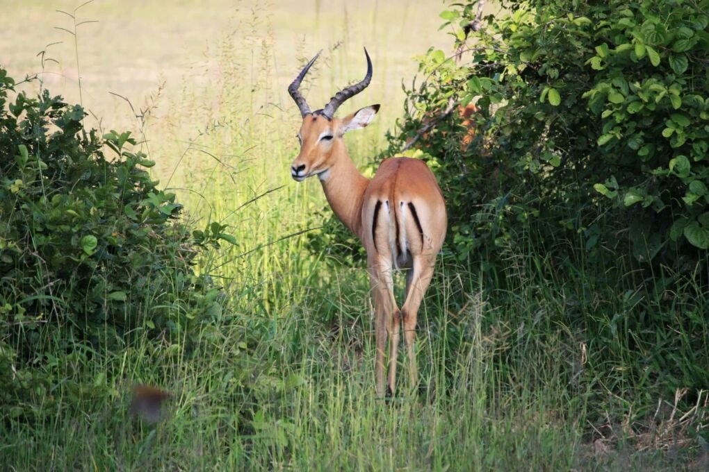 Wildlife in South Africa|South Africa in September