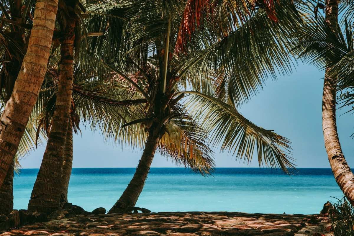 palm-tree-near-body-of-water-during-daytime|a-small-green-building-with-a-fence-around-it|beach-cliff-viewing-body-of-water-during-sunrise|brown-dock-on-the-shore-during-night-time|city-street-with-a-church-steeple-in-the-background|Mountain-looking-over-the-town|scenic-view-of-sea-and-sky-at-dusk|trees-near-pathway-during-daytime|two-brown-wooden-armchairs-on-beach-during-daytime|water-surrounded-by-palm-trees|white-and-brown-concrete-building-near-body-of-water-during-daytime