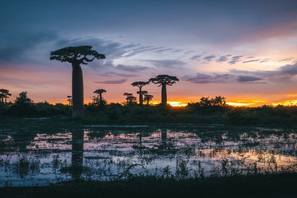 A gorgeous sunset over a main Madagascar tourist attraction in Baobab Avenue|A city view of Antananarivo Madagascar|Tourist walking in Baobab Avenue in Morondava|A beautiful view of Ile Auz Nattes beach in Madagascar|Three adorable lemurs in Madagascar|Lemurs playing in a tree at a Madagascar forest|The turquoise waters of Nosey Iranga that attract tourists to Madagascar|A tourist hiking though a Madagascar national park|A tourist enjoying Nosey Iranga beach in Madagascar|Tourists enjoying the sunset at a Nosey Be beach